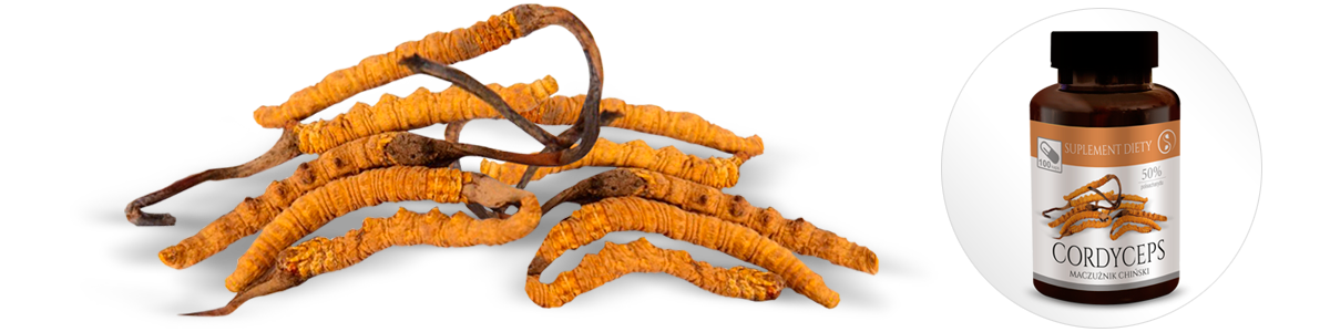 grzyby Cordyceps Maczużnik chiński w kapsułkach stężenie 50%