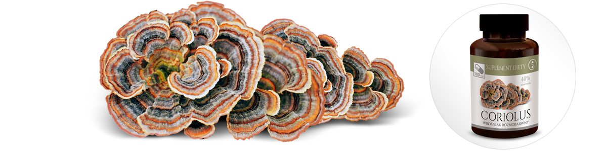 grzyby Coriolus Wrośniak różnobarwny ekstrakt 40%